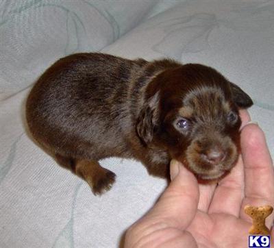 Puppies in OK
